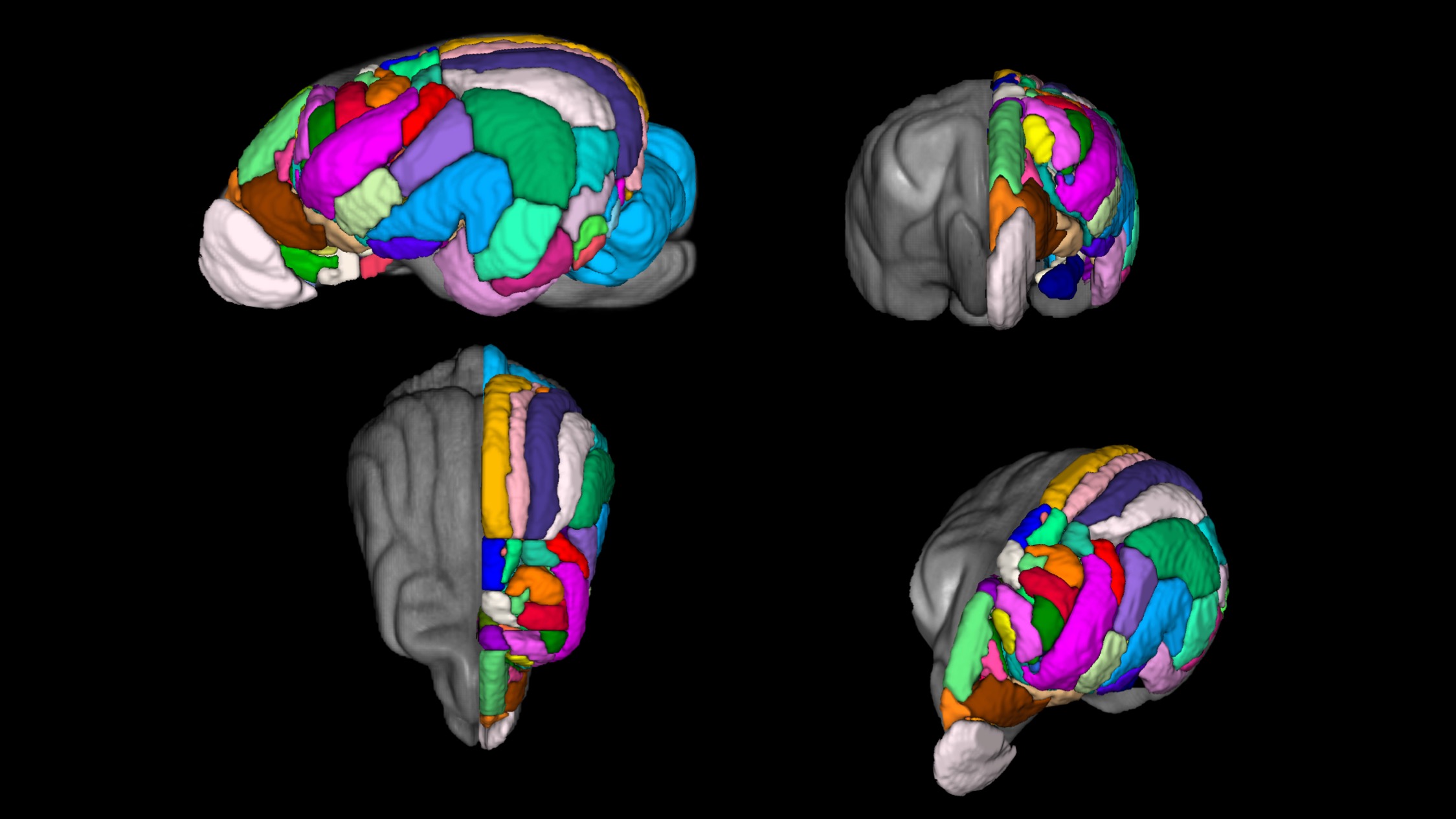 Cornell radiologist develops advanced atlases of animal